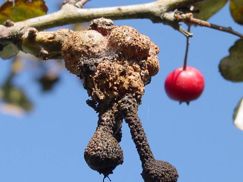 Galla su biancospino